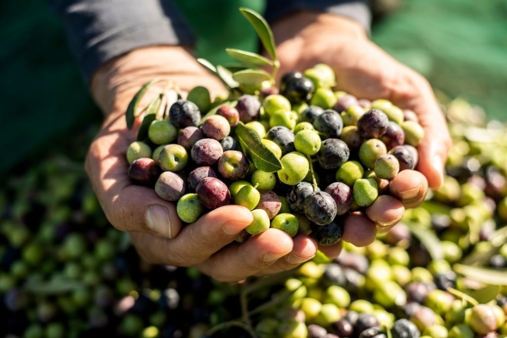 ACEITUNAS